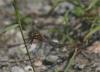 Orthetrum coerulescens